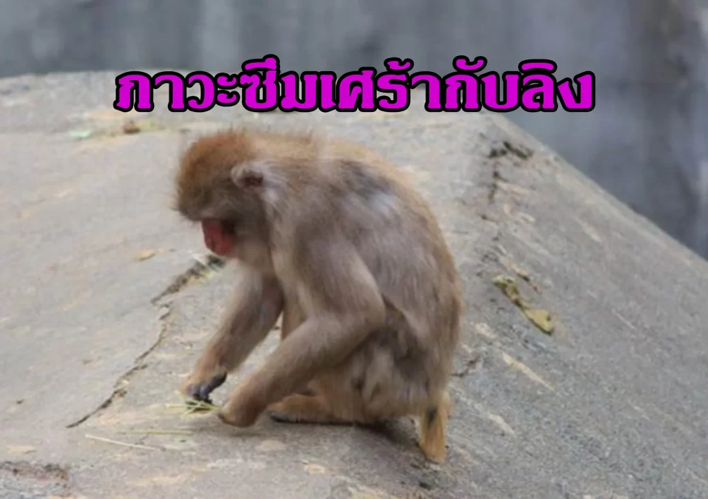 ภาวะซึมเศร้ากับลิง